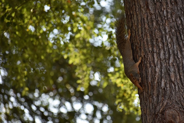这一得分不 这一得分不