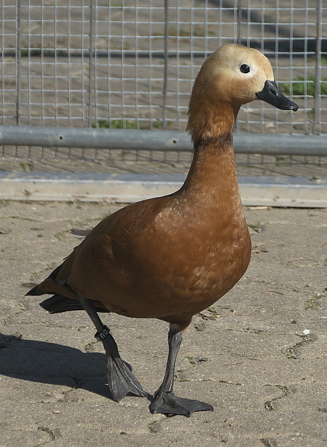结果让海港
